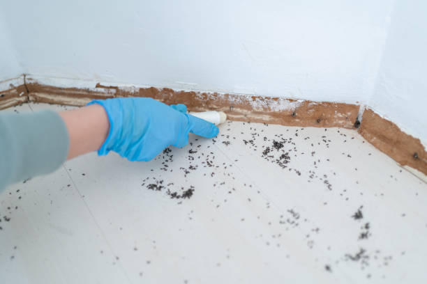 Best Mosquito Control Services  in Kosciusko, MS